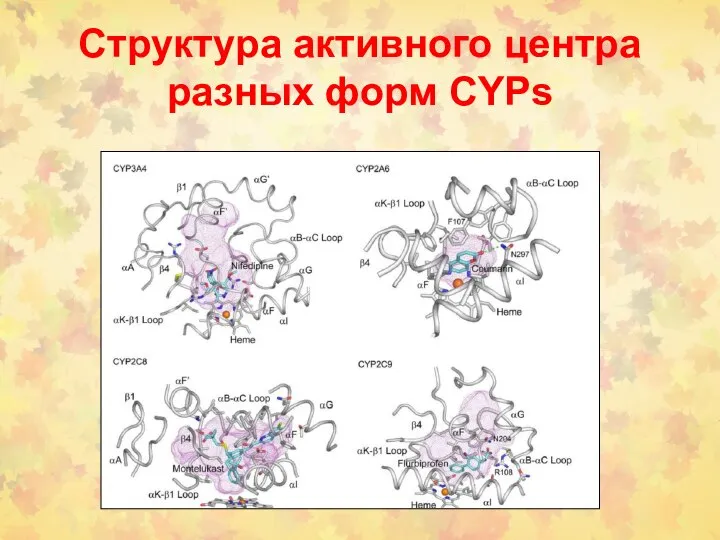 Структура активного центра разных форм CYPs