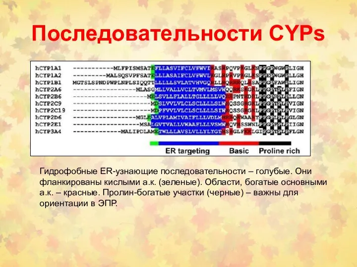 Последовательности CYPs Гидрофобные ER-узнающие последовательности – голубые. Они фланкированы кислыми а.к.