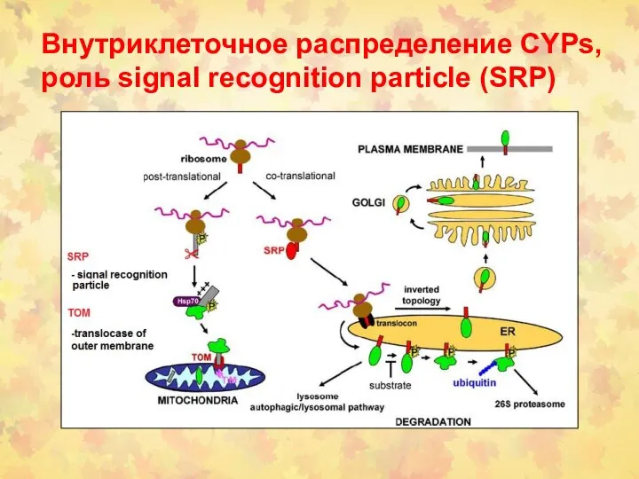 Внутриклеточное распределение CYPs, роль signal recognition particle (SRP)