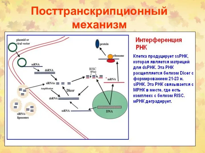 Посттранскрипционный механизм