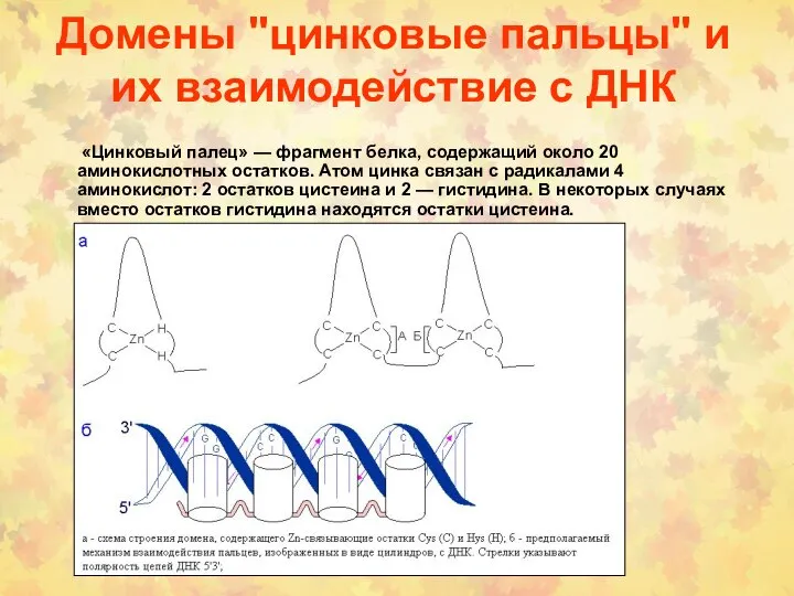 Домены "цинковые пальцы" и их взаимодействие с ДНК «Цинковый палец» —