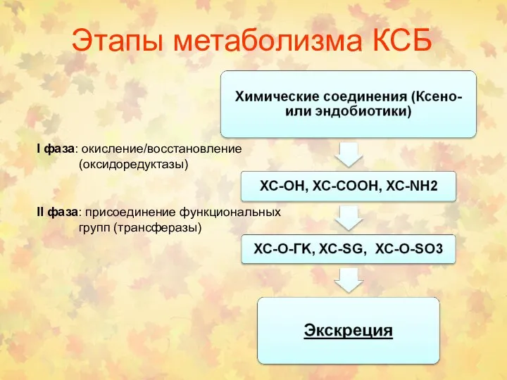 Этапы метаболизма КСБ I фаза: окисление/восстановление (оксидоредуктазы) II фаза: присоединение функциональных групп (трансферазы)