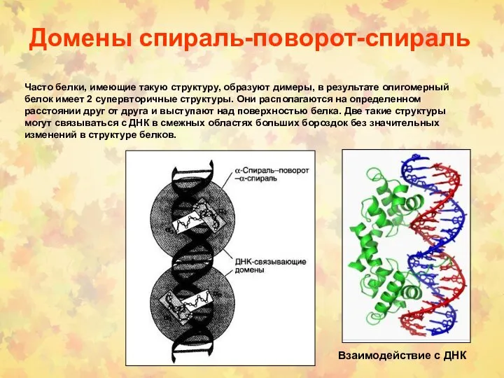 Домены спираль-поворот-спираль Взаимодействие с ДНК Часто белки, имеющие такую структуру, образуют