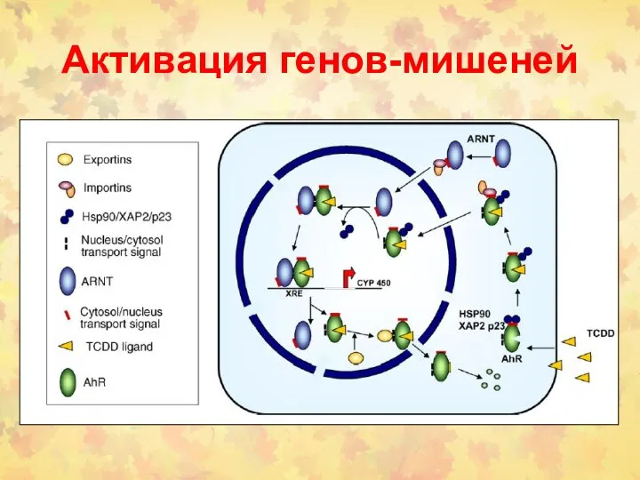 Активация генов-мишеней