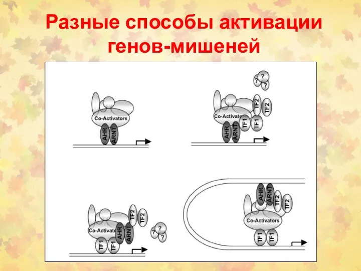 Разные способы активации генов-мишеней