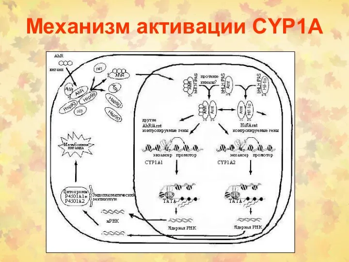 Механизм активации CYP1A