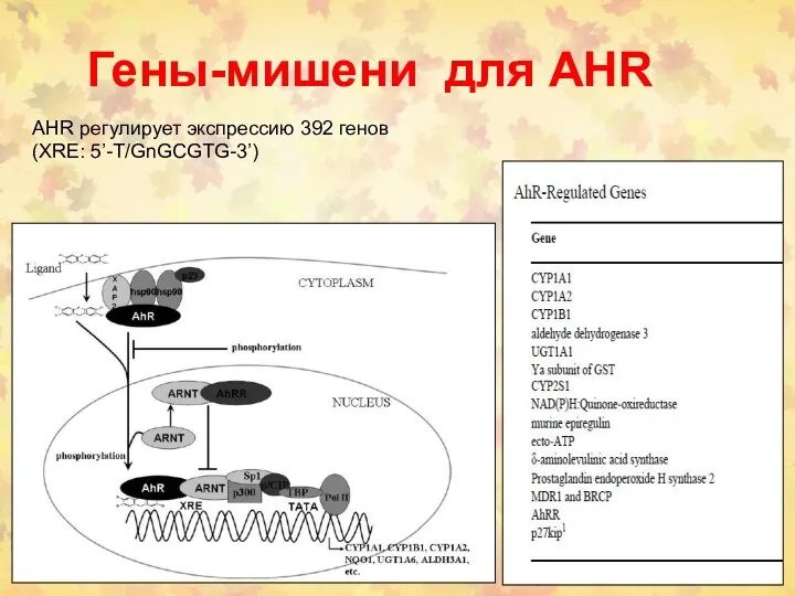 Гены-мишени для AHR AHR регулирует экспрессию 392 генов (XRE: 5’-T/GnGCGTG-3’)