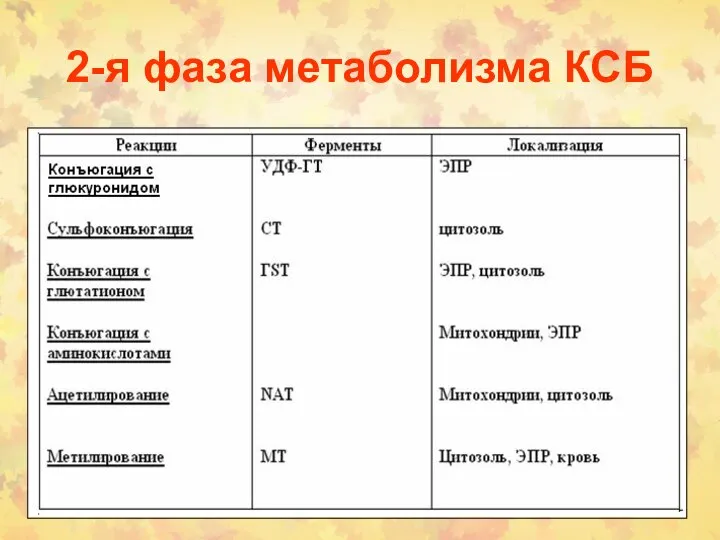 2-я фаза метаболизма КСБ