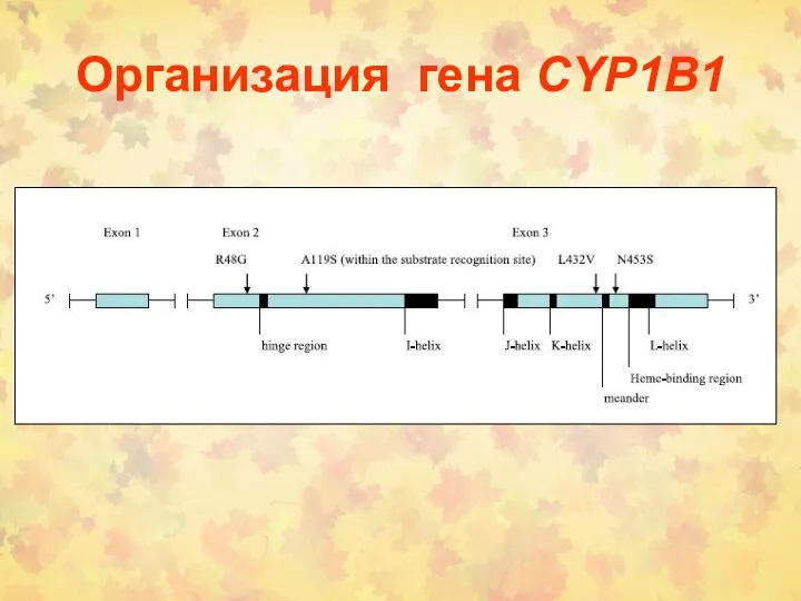 Организация гена CYP1B1