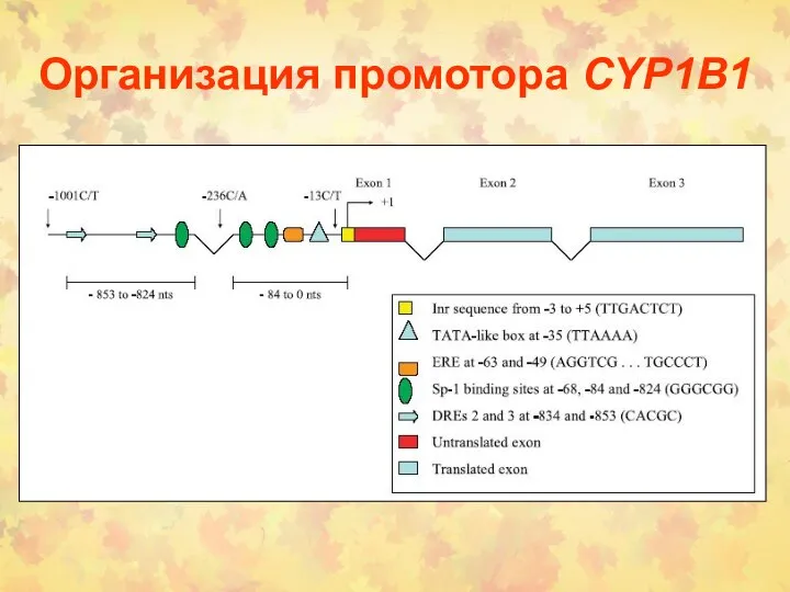 Организация промотора CYP1B1