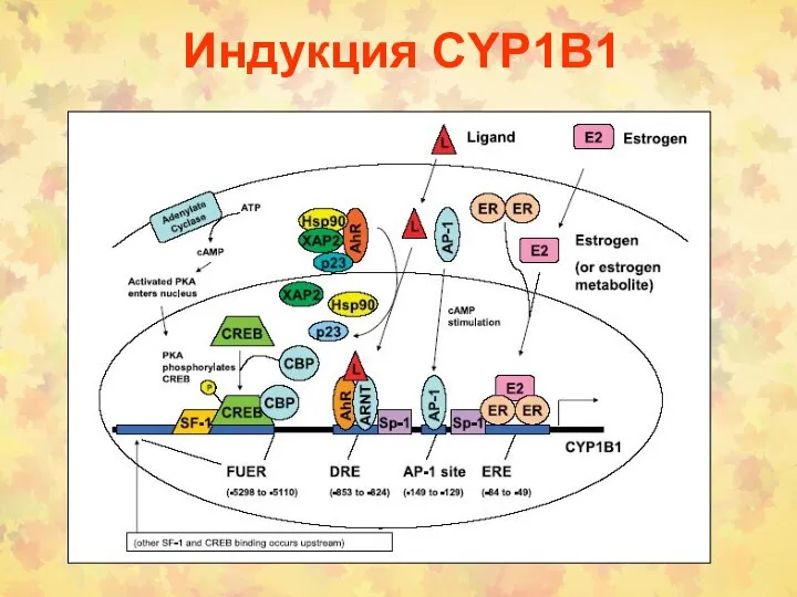 Индукция CYP1B1