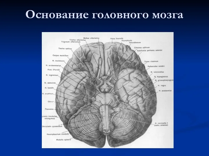 Основание головного мозга