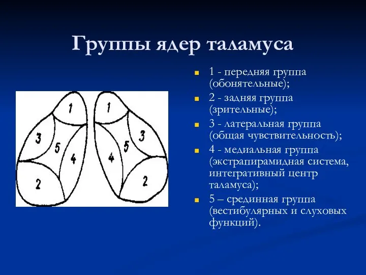 Группы ядер таламуса 1 - передняя группа (обонятельные); 2 - задняя