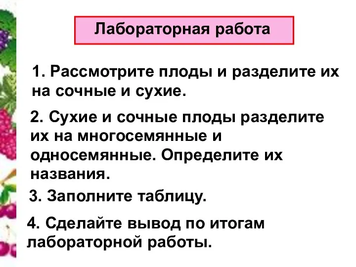 Лабораторная работа 1. Рассмотрите плоды и разделите их на сочные и