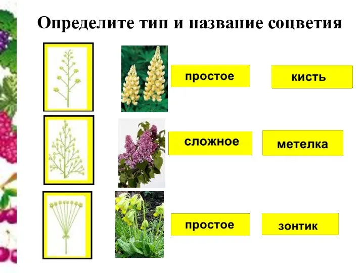 Определите тип и название соцветия