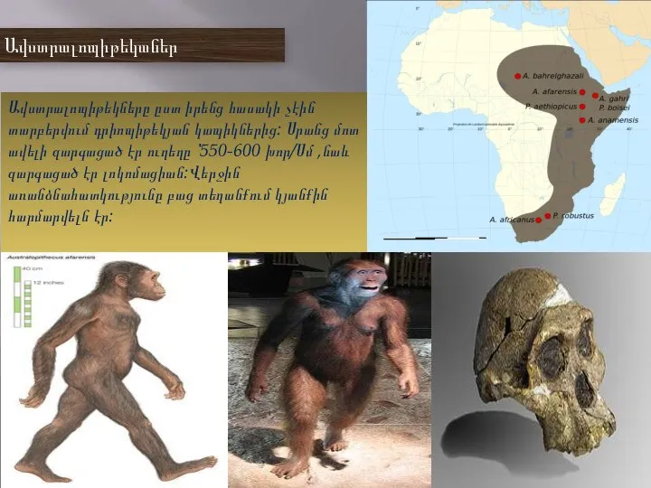 Ավստրալոպիթեկաներ Ավստրալոպիթեկները ըստ իրենց հասակի չէին տարբերվում դրիոպիթեկյան կապիկներից: Սրանց մոտ