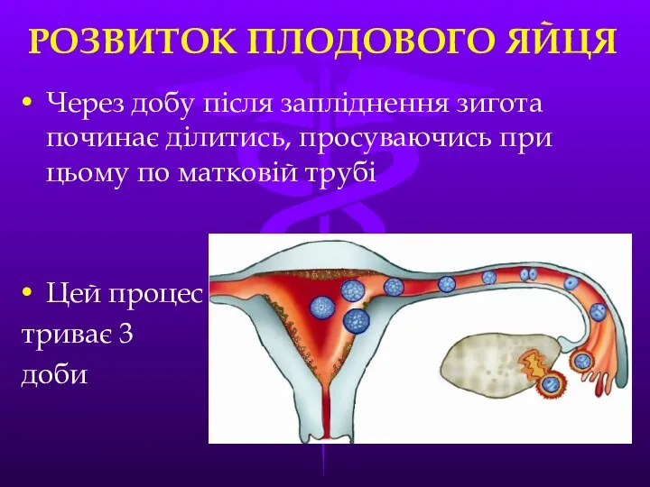 РОЗВИТОК ПЛОДОВОГО ЯЙЦЯ Через добу пiсля заплiднення зигота починає дiлитись, просуваючись