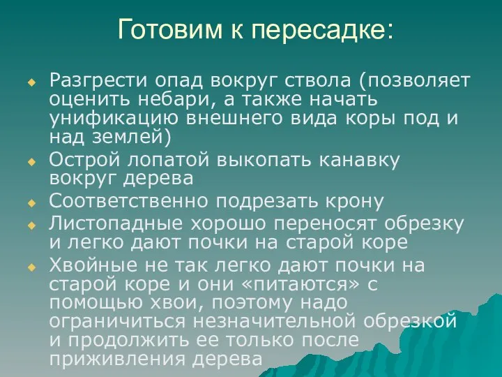 Готовим к пересадке: Разгрести опад вокруг ствола (позволяет оценить небари, а