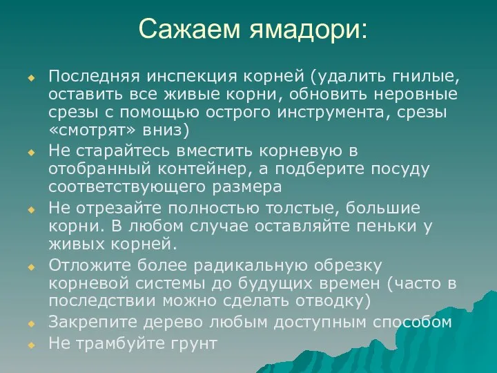 Сажаем ямадори: Последняя инспекция корней (удалить гнилые, оставить все живые корни,