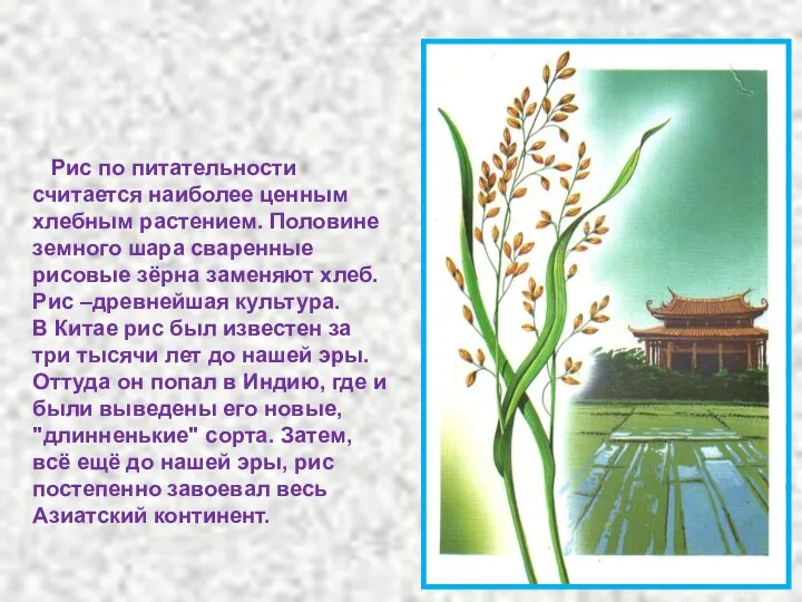 Рис по питательности считается наиболее ценным хлебным растением. Половине земного шара