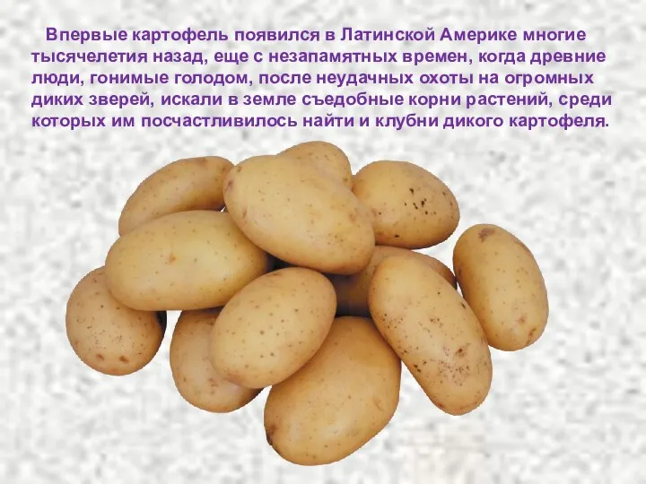 Впервые картофель появился в Латинской Америке многие тысячелетия назад, еще с