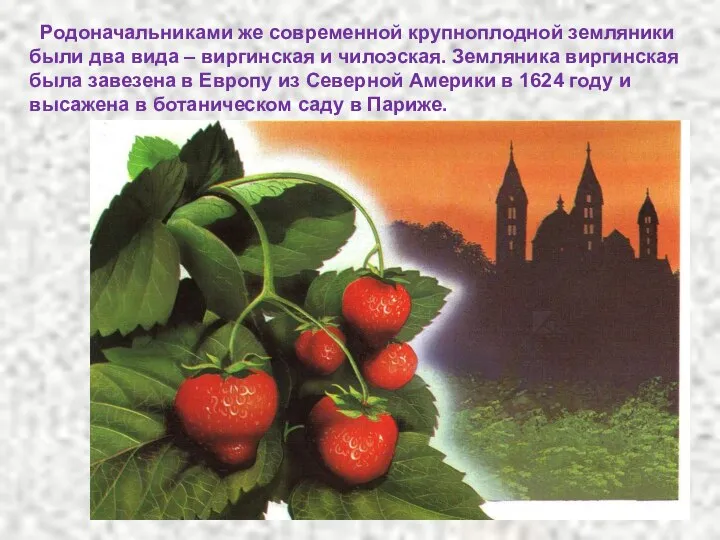 Родоначальниками же современной крупноплодной земляники были два вида – виргинская и