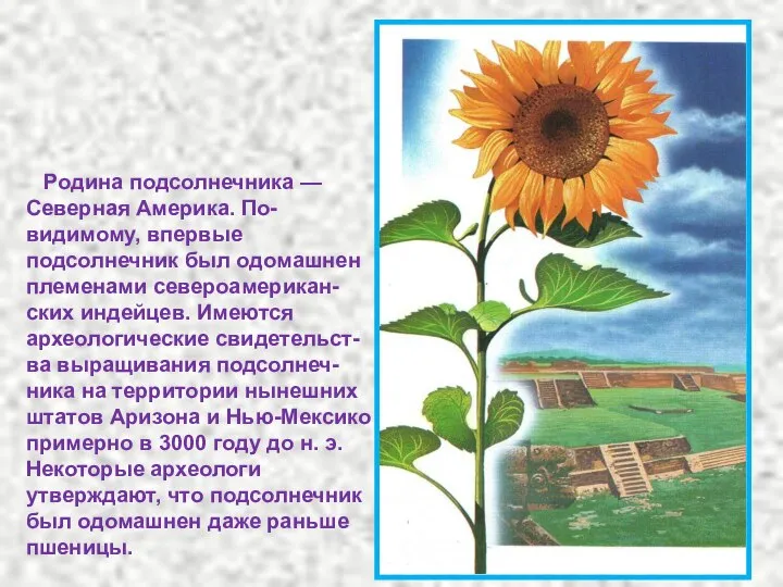 Родина подсолнечника — Северная Америка. По- видимому, впервые подсолнечник был одомашнен