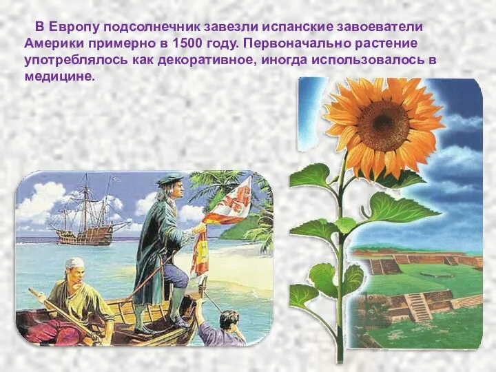 В Европу подсолнечник завезли испанские завоеватели Америки примерно в 1500 году.