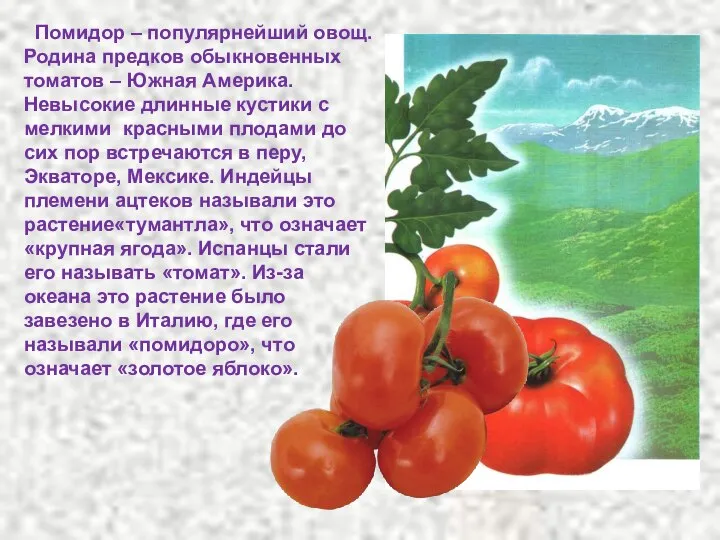 Помидор – популярнейший овощ. Родина предков обыкновенных томатов – Южная Америка.