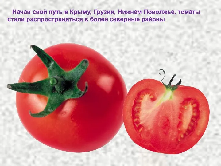 Начав свой путь в Крыму, Грузии, Нижнем Поволжье, томаты стали распространяться в более северные районы.
