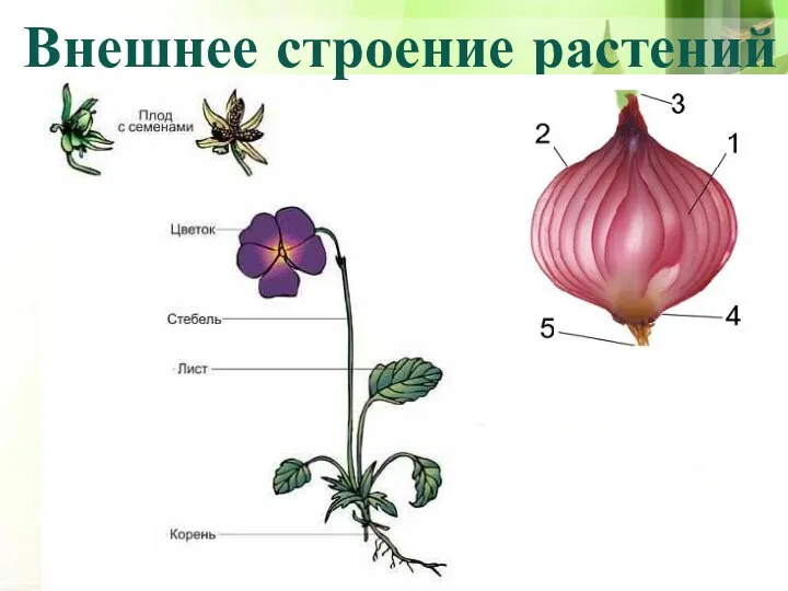 Внешнее строение растений