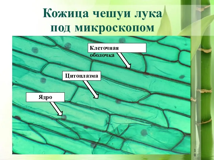 Кожица чешуи лука под микроскопом Клеточная оболочка Ядро Цитоплазма