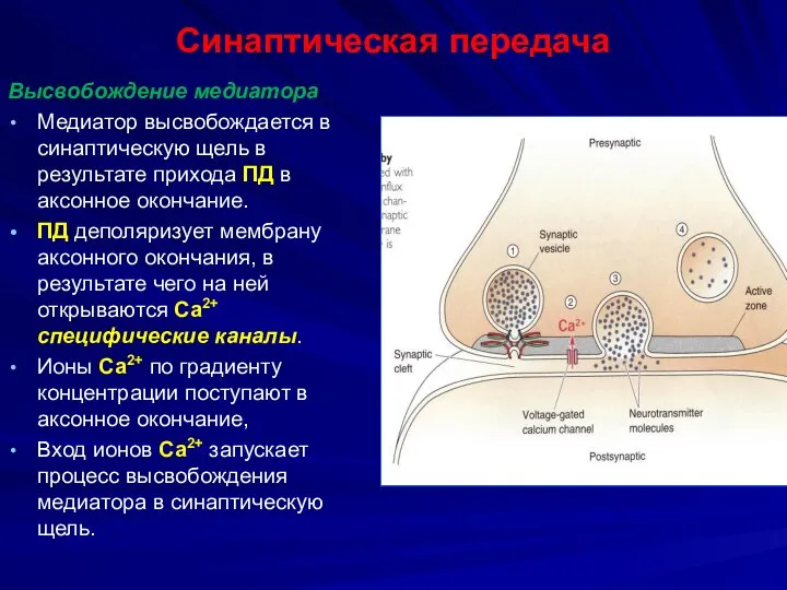 Синаптическая передача Высвобождение медиатора Медиатор высвобождается в синаптическую щель в результате