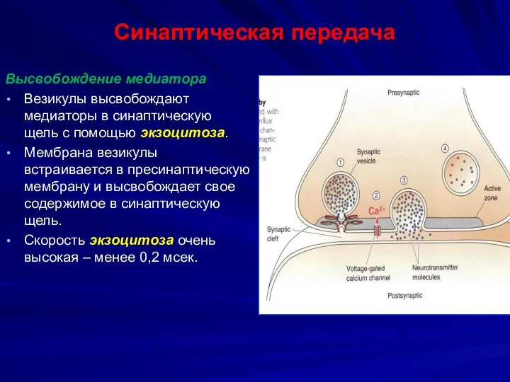 Синаптическая передача Высвобождение медиатора Везикулы высвобождают медиаторы в синаптическую щель с