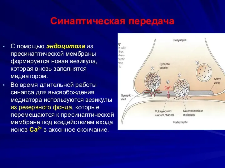 Синаптическая передача С помощью эндоцитоза из пресинаптической мембраны формируется новая везикула,