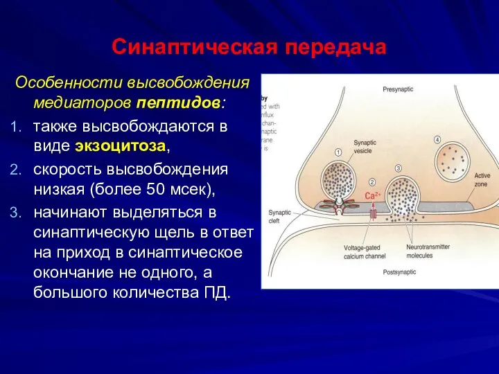 Синаптическая передача Особенности высвобождения медиаторов пептидов: также высвобождаются в виде экзоцитоза,