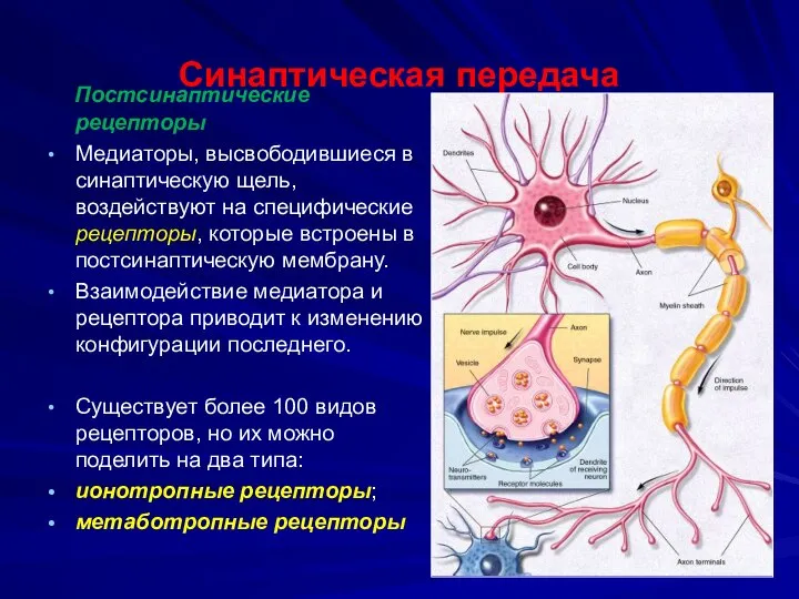 Синаптическая передача Постсинаптические рецепторы Медиаторы, высвободившиеся в синаптическую щель, воздействуют на