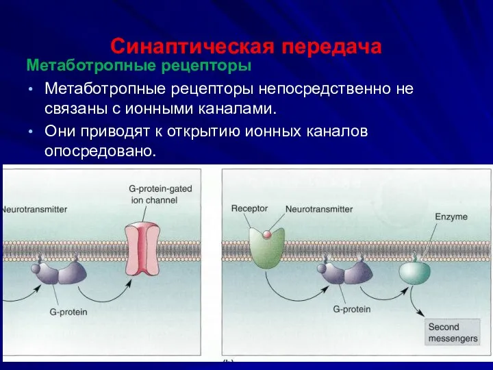 Синаптическая передача Метаботропные рецепторы Метаботропные рецепторы непосредственно не связаны с ионными