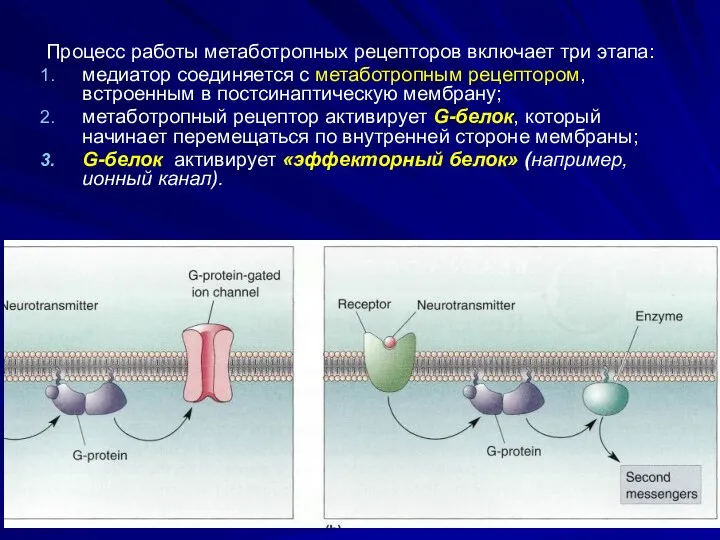 Процесс работы метаботропных рецепторов включает три этапа: медиатор соединяется с метаботропным