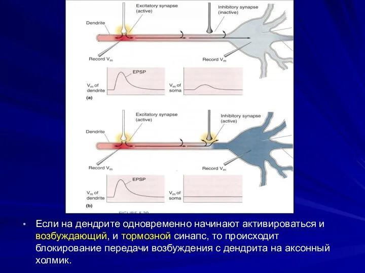 Если на дендрите одновременно начинают активироваться и возбуждающий, и тормозной синапс,