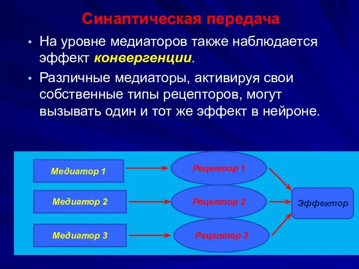 Синаптическая передача На уровне медиаторов также наблюдается эффект конвергенции. Различные медиаторы,