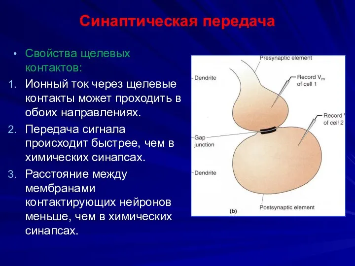 Синаптическая передача Свойства щелевых контактов: Ионный ток через щелевые контакты может