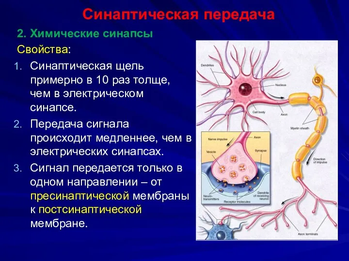 Синаптическая передача 2. Химические синапсы Свойства: Синаптическая щель примерно в 10