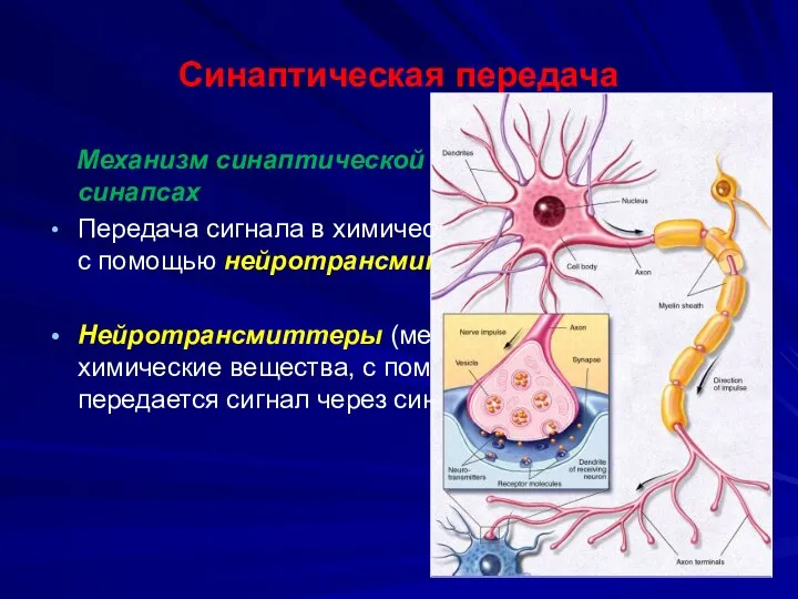 Синаптическая передача Механизм синаптической передачи в химических синапсах Передача сигнала в