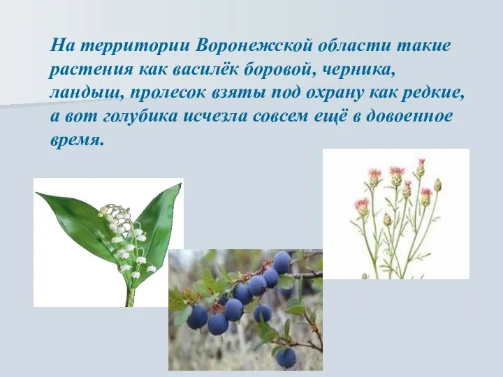 На территории Воронежской области такие растения как василёк боровой, черника, ландыш,