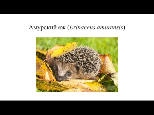 Амурский еж (Erinaceus amurensis)