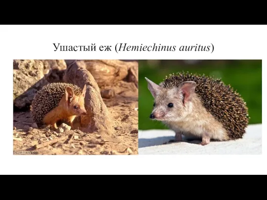 Ушастый еж (Hemiechinus auritus)