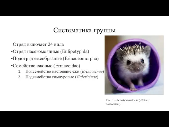 Систематика группы Отряд включает 24 вида Отряд насекомоядные (Eulipotyphla) Подотряд ежеобразные