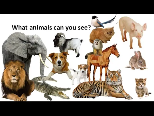 What animals can you see?