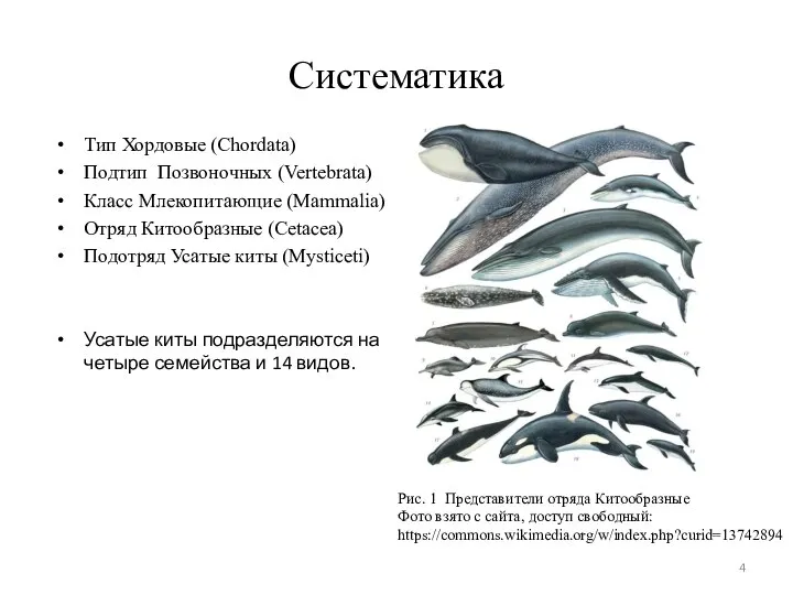 Систематика Тип Хордовые (Сhordata) Подтип Позвоночных (Vertebrata) Класс Млекопитающие (Mammalia) Отряд